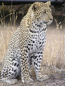 220px-Leopard_africa